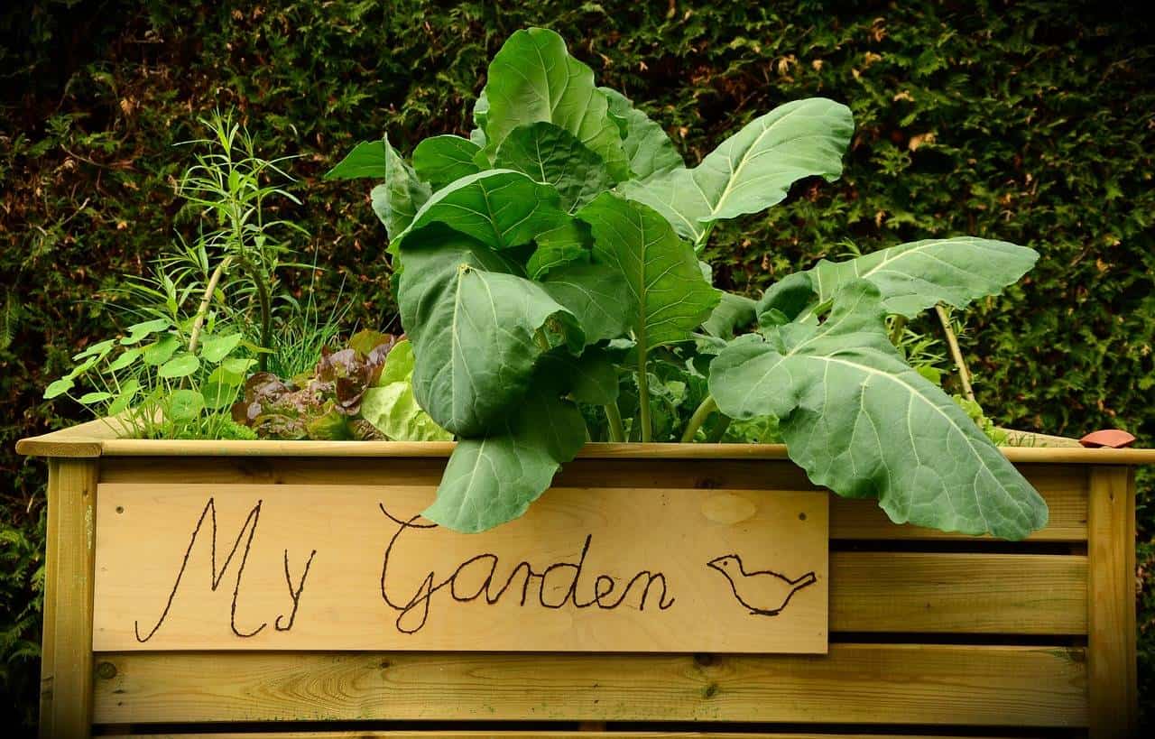 The Benefits Of An Easy Care Garden