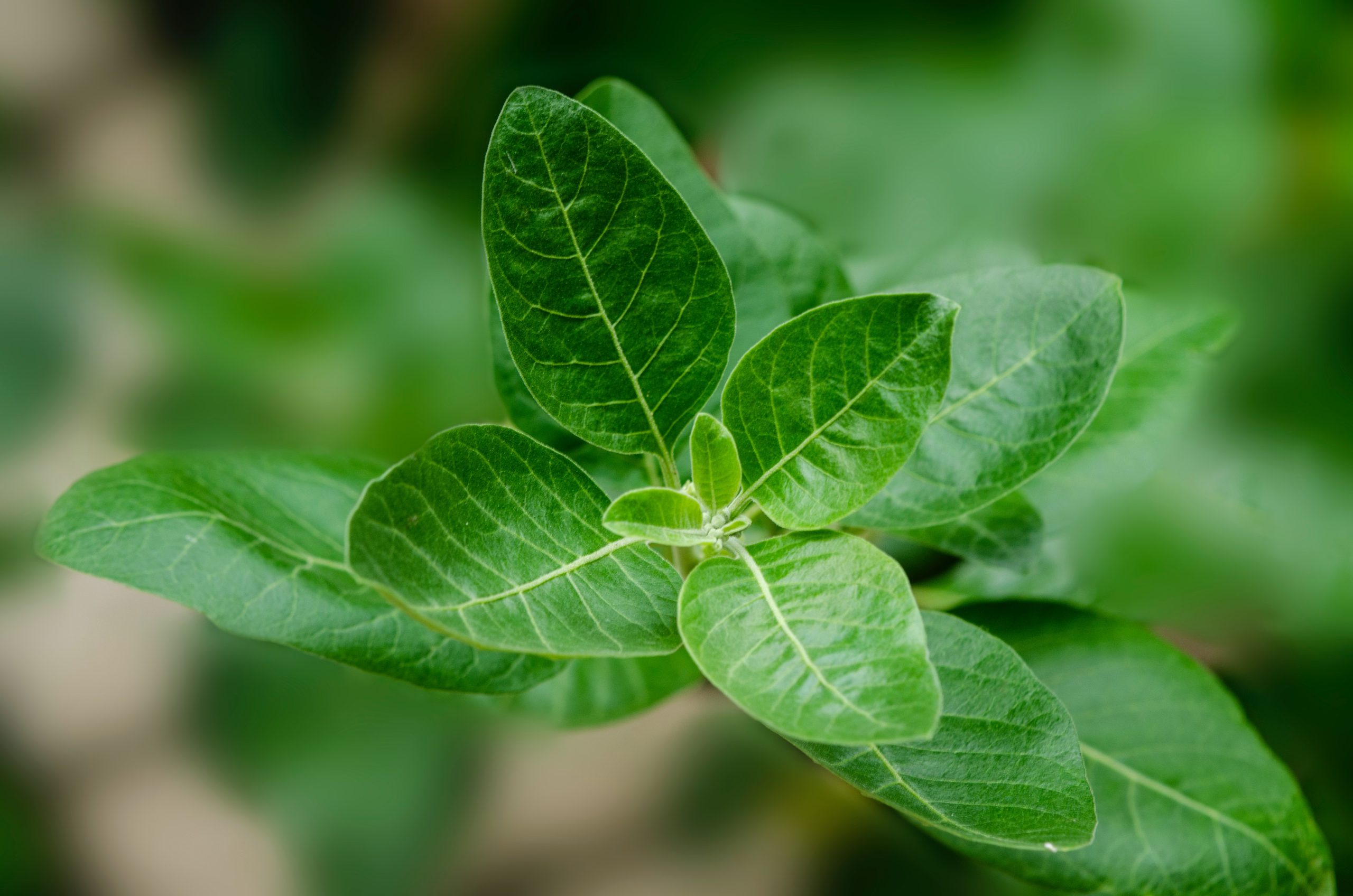 Best Herbs for Anti-Ageing