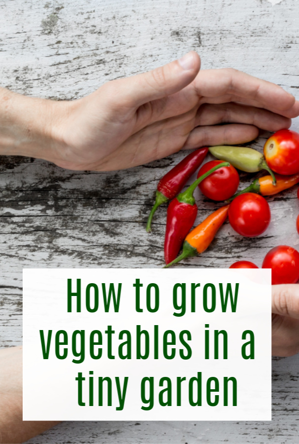 grow veggies in a tiny garden