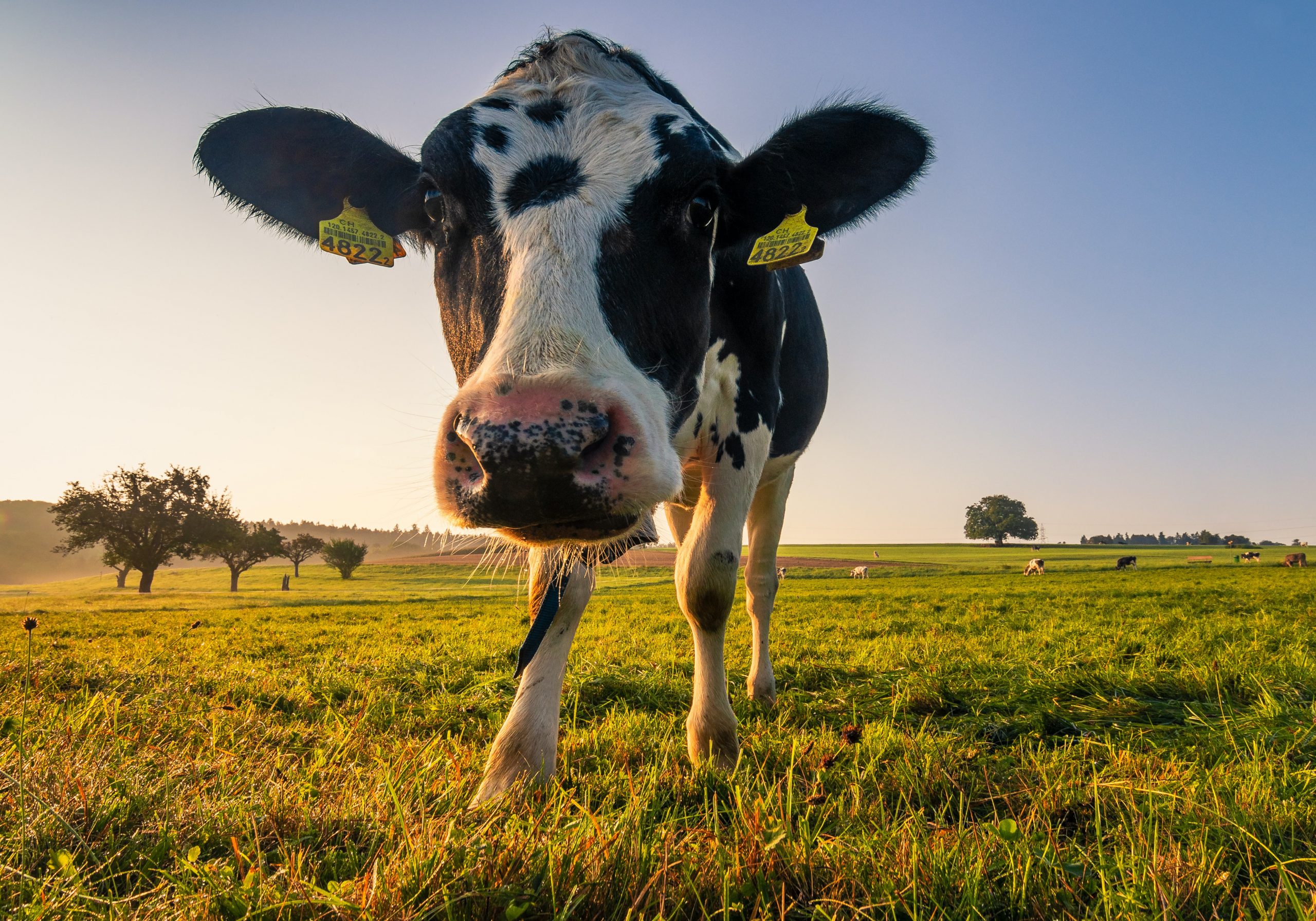 organic production of baby milk formula