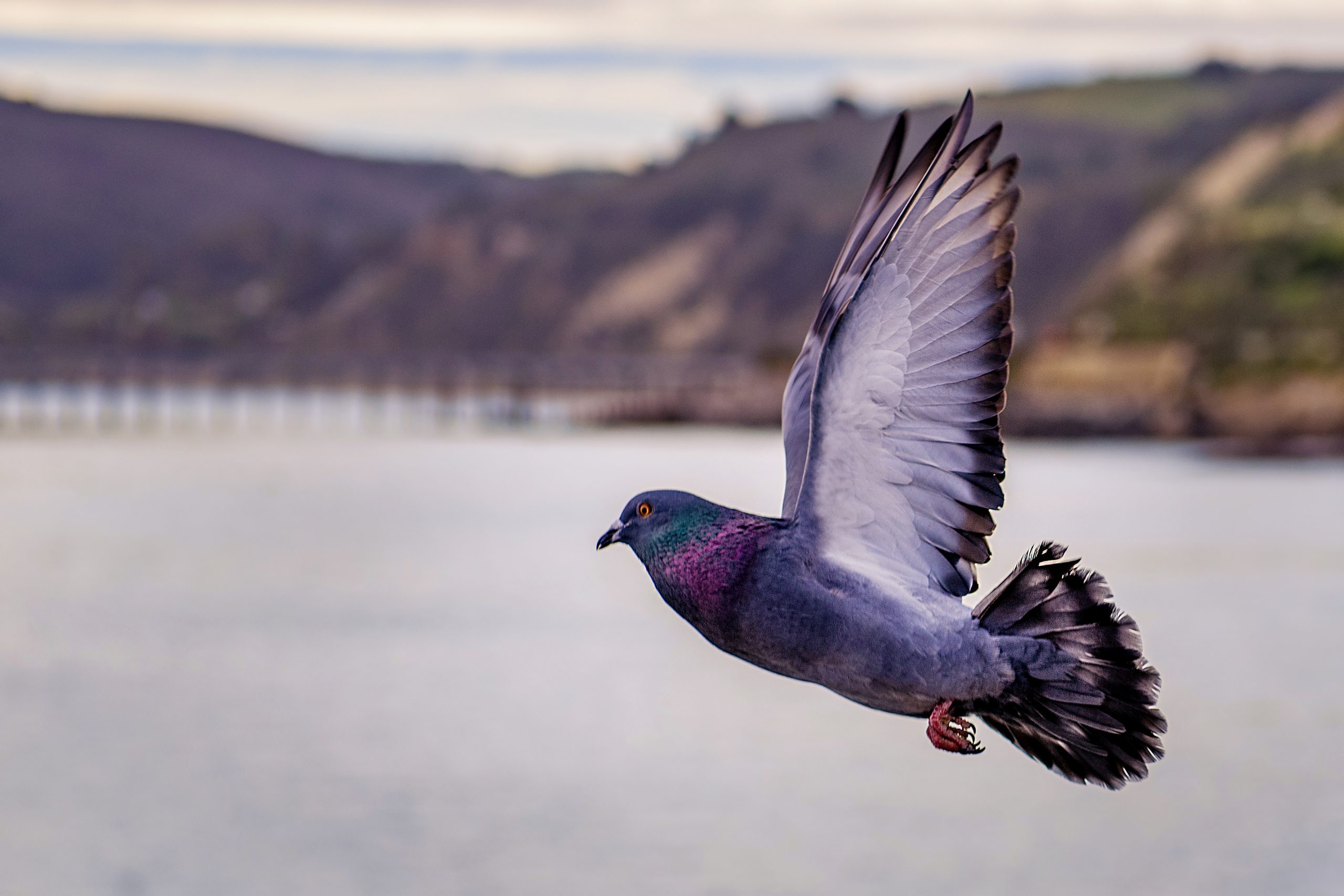 How Do You Get Rid of Pigeon Droppings?