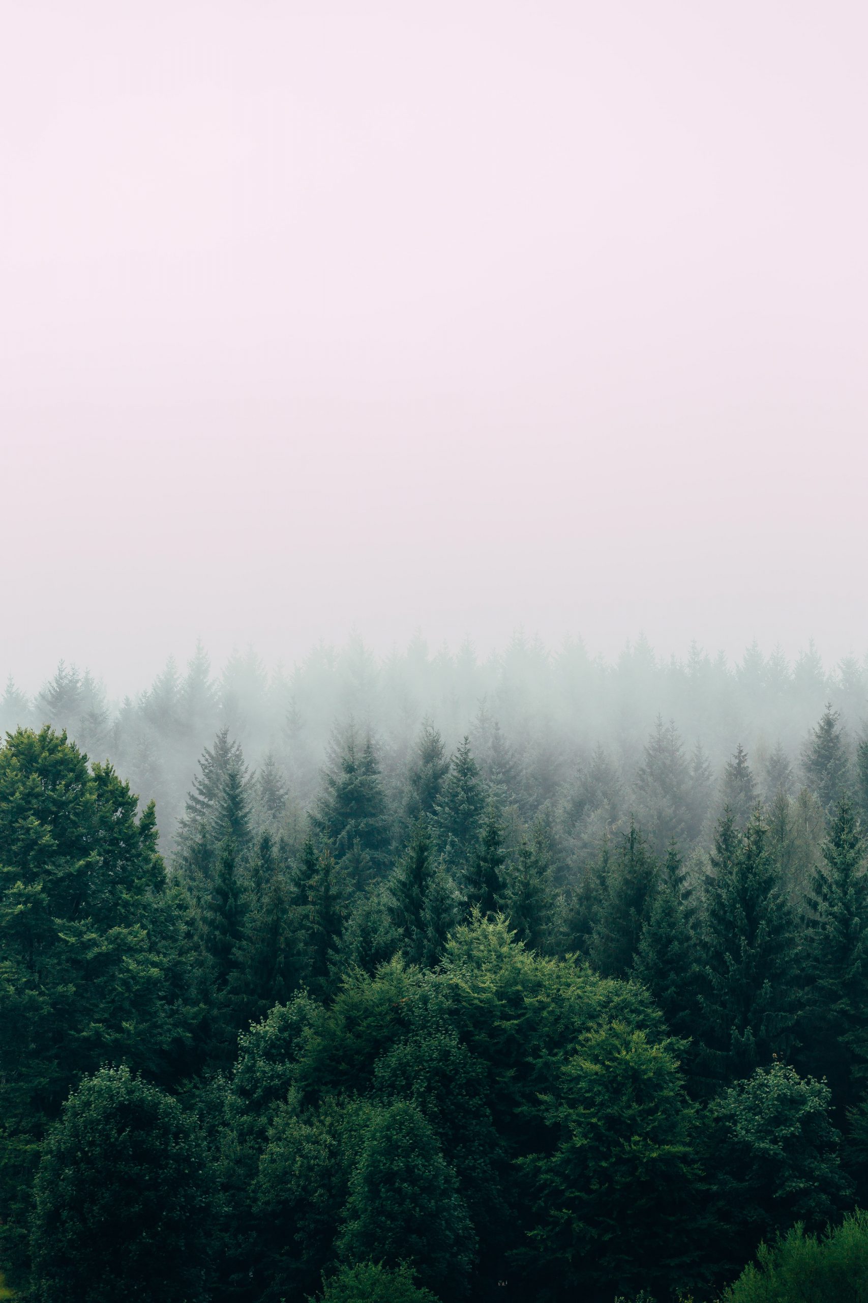 Beautiful and Inspirational Forest Captions for Instagram