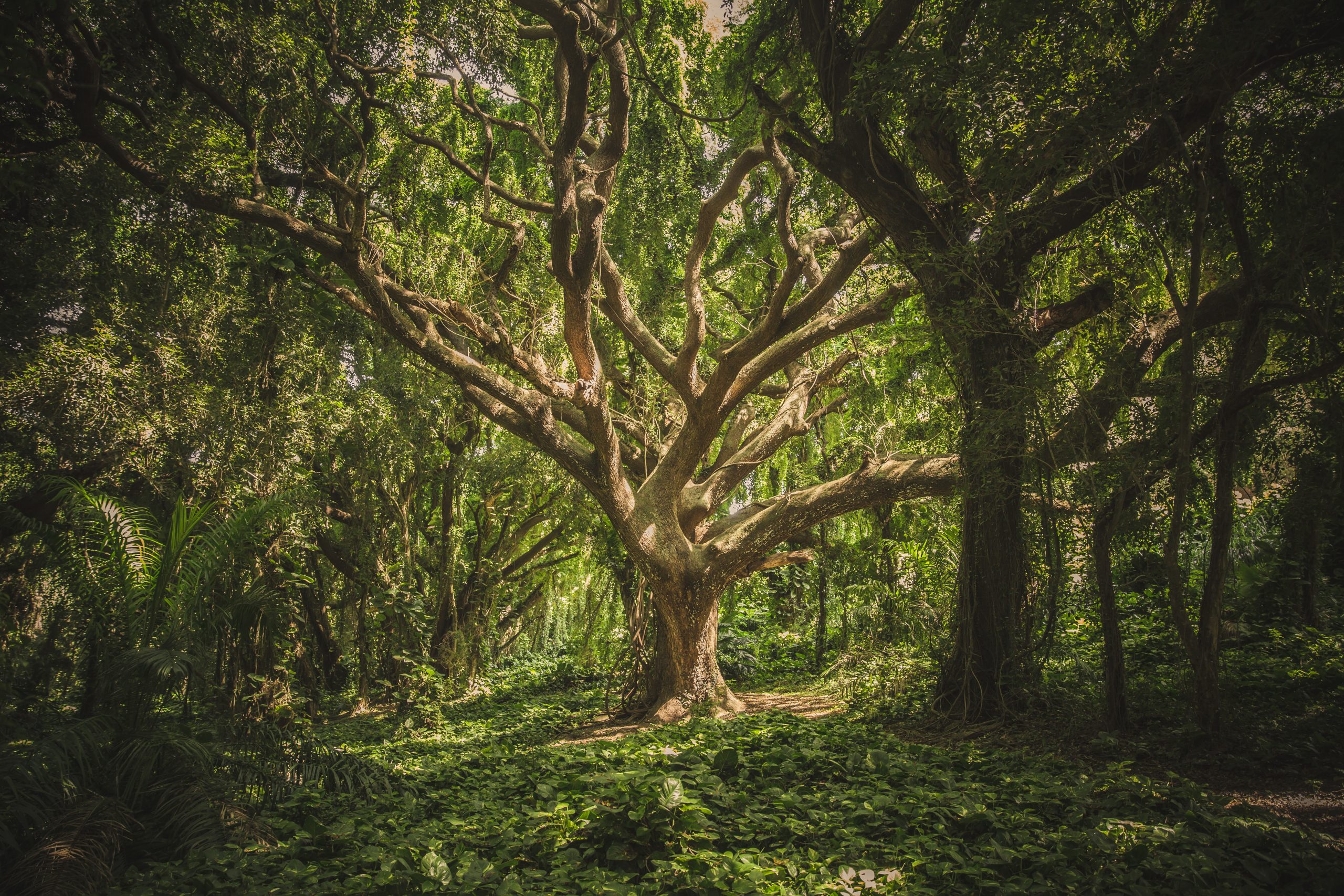 Inspirational Forest Captions for Instagram