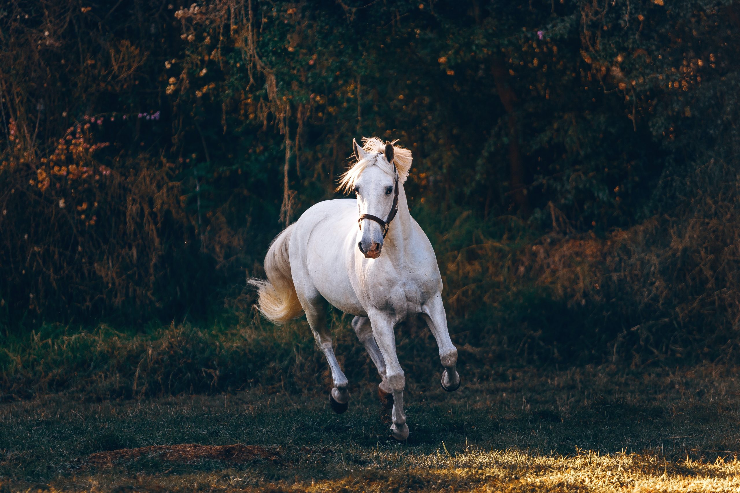 Keeping Your Horse Strong And Healthy: 6 Care Tips