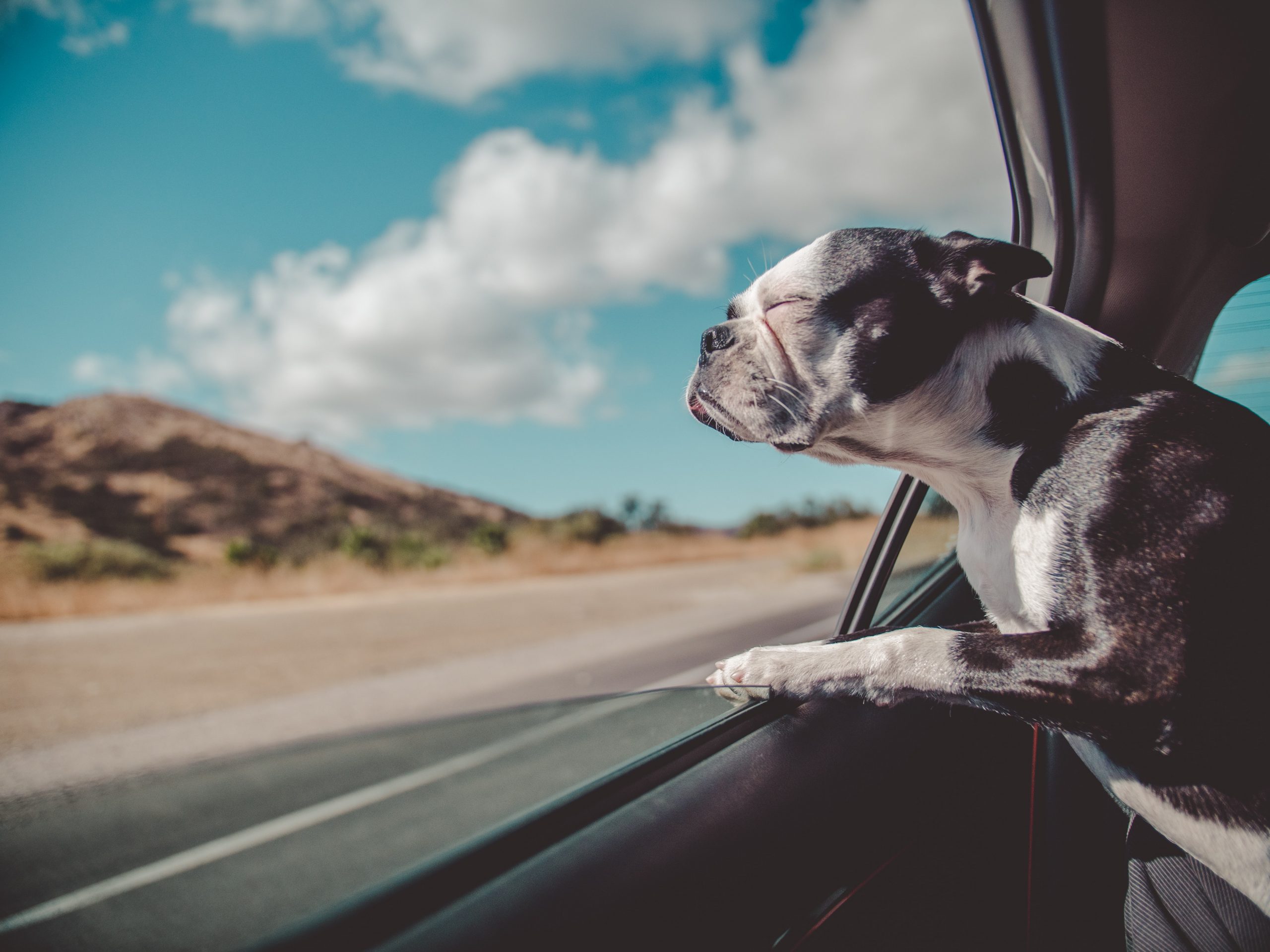 tips for travelling with your dog