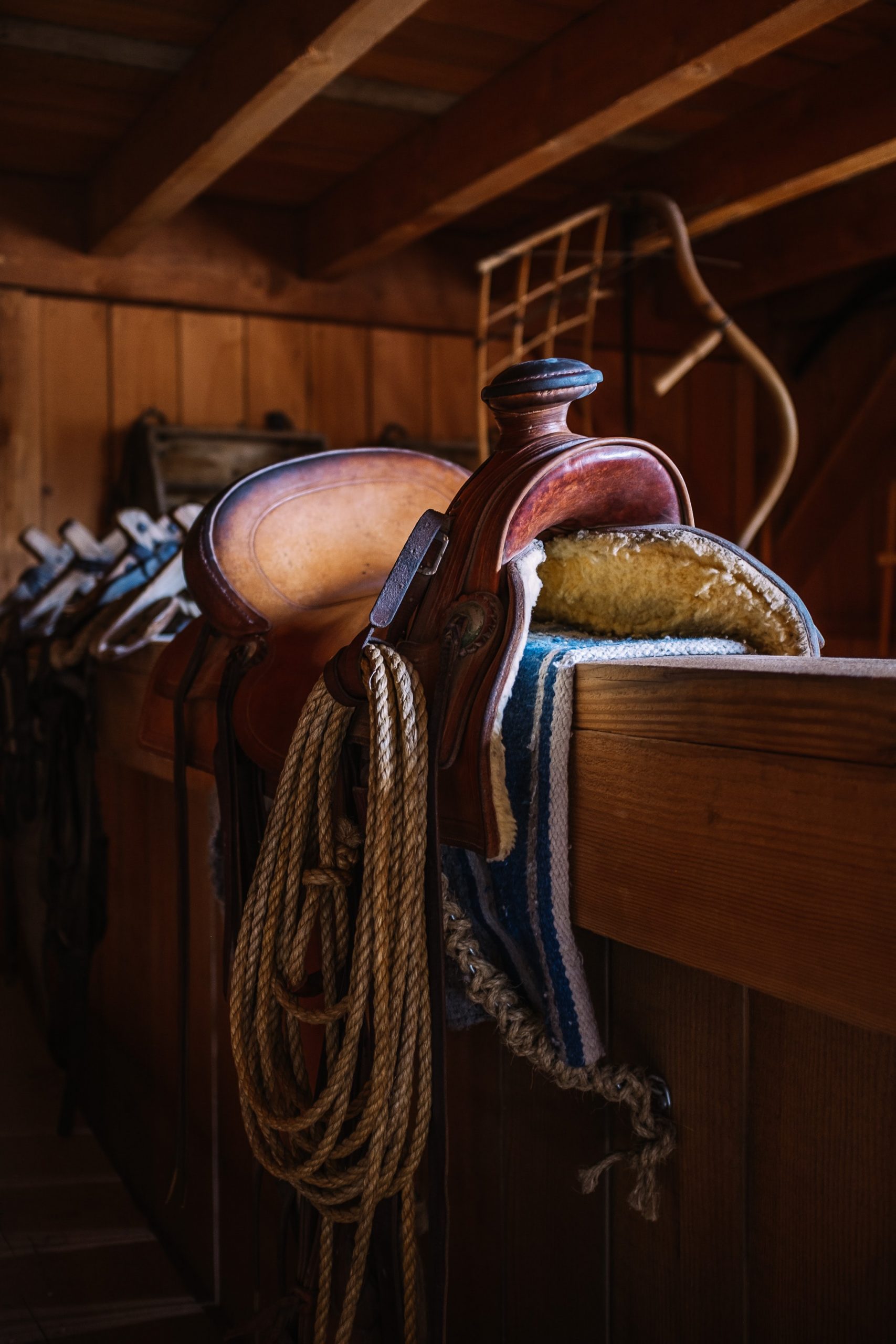  Types of Equipment You Need Before You Own a Horse