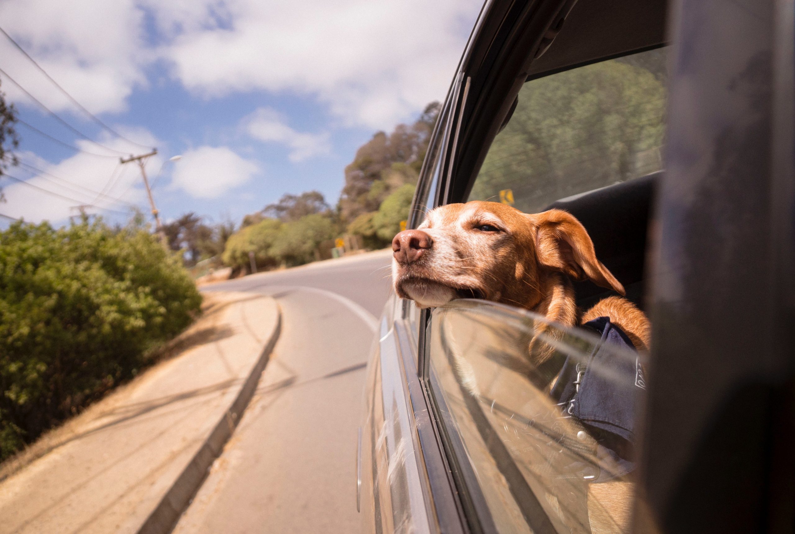 Driving with dogs: Top tips for keeping your pup safe in the car