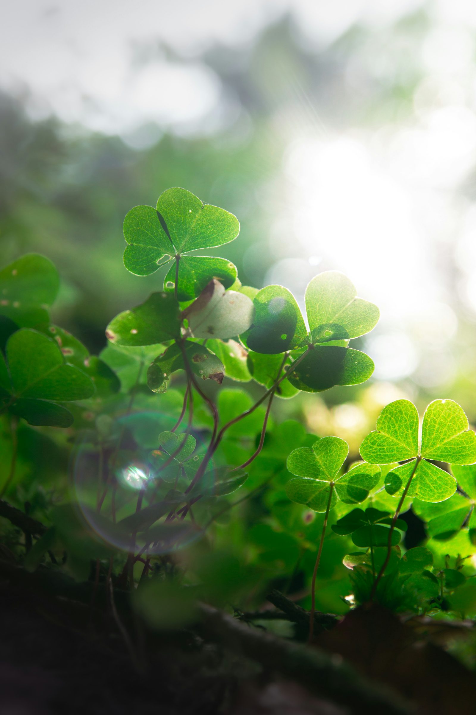 Irish Blessings for New Year