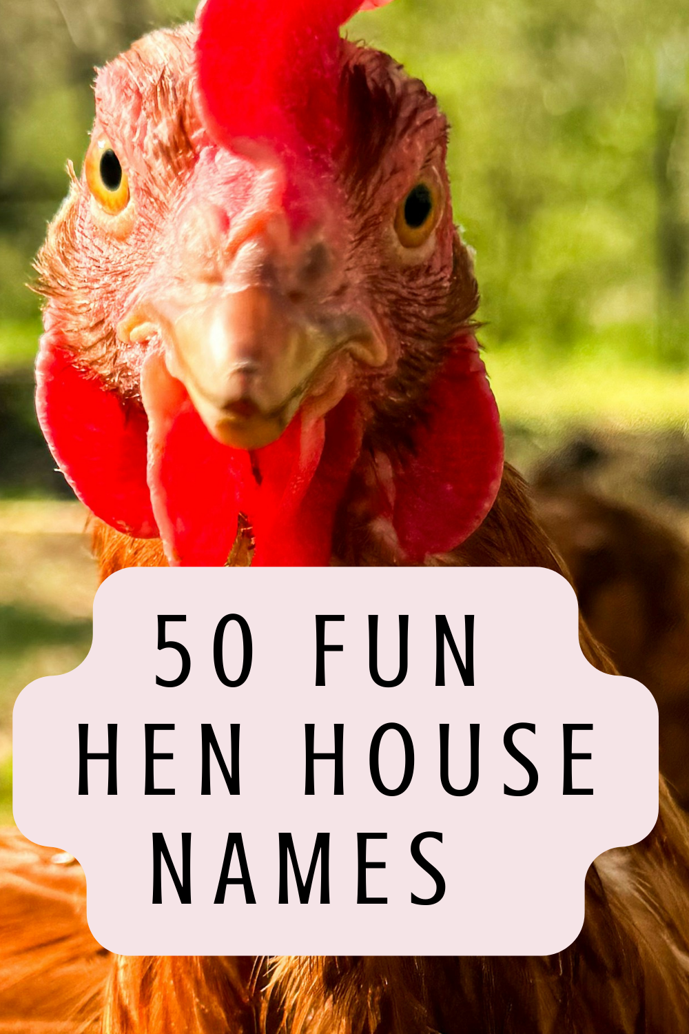 fun hen house names 