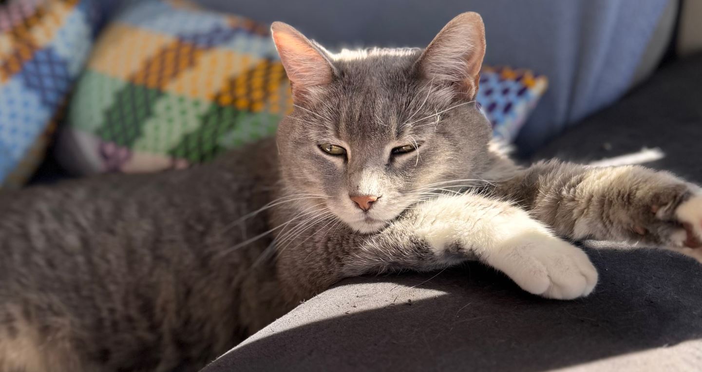 How to Keep Your Cat Healthy Through Every Season